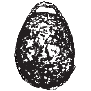 Centropyxis declivistoma