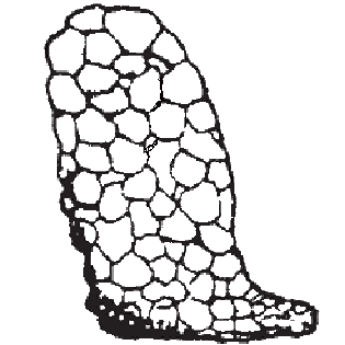 Centropyxis deflandrei