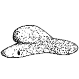 Centropyxis recurvata