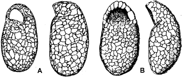 Centropyxis capucina