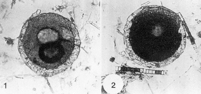 Centropyxis carinata