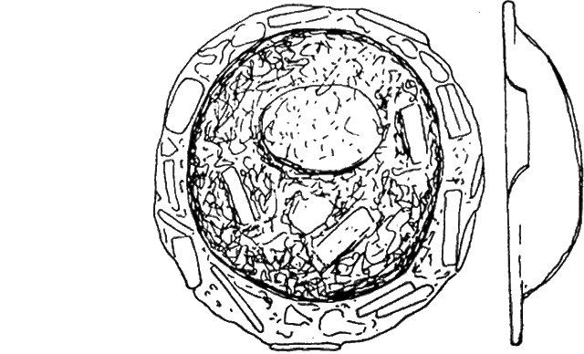 Centropyxis carinata