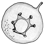 Centropyxis delicatula