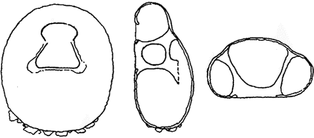 Centropyxis gasparella