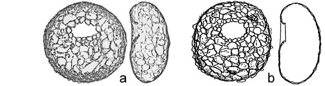 Centropyxis plagiostoma
