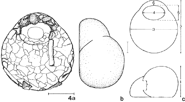Centropyxis sylvatica