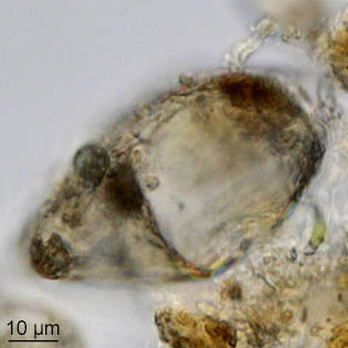 Centropyxis sylvatica