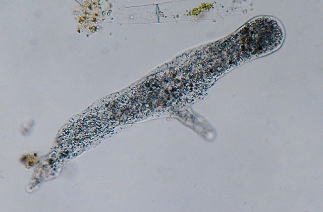 Dutch chaos amoeba