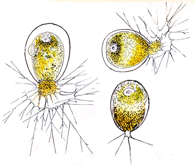 Chlamydophrys stercorea