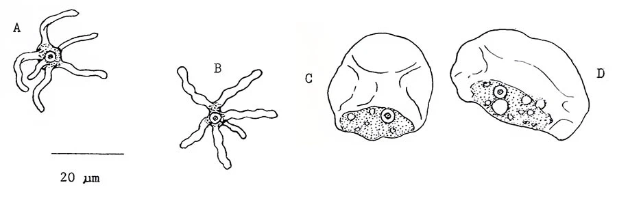 Clydonella sindermanni
