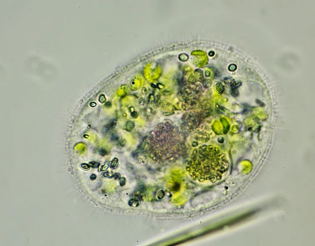 Cochliopodium vestitum