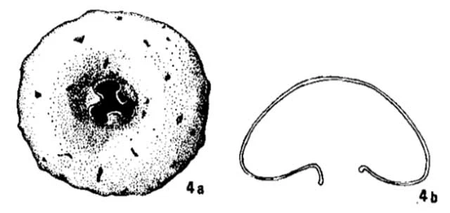 Cyclopyxis leidyi