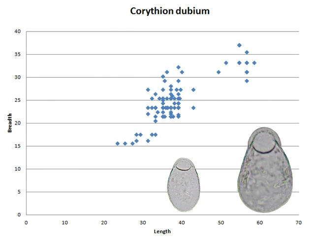 Corythion dubium