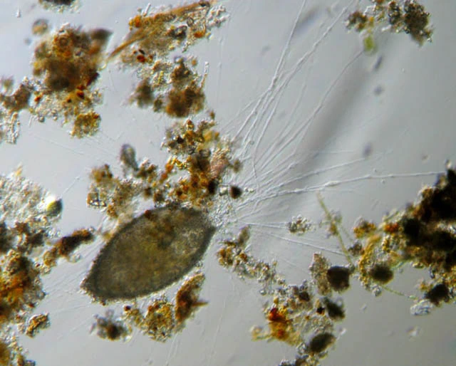 Lacogromia cassipara