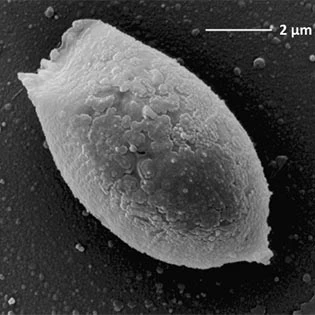 Micropyxidiella