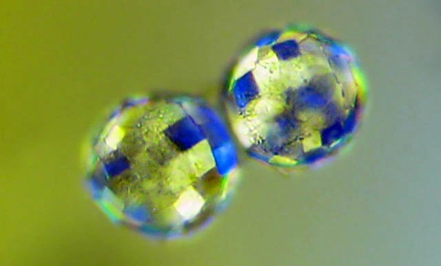 Paraquadrula irregularis