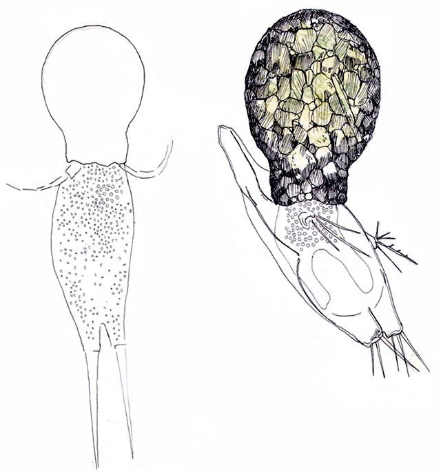 parasitism Difflugia lobostoma