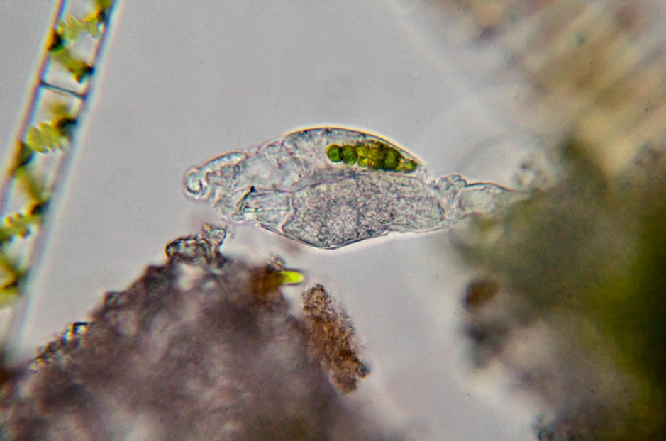 parasitism Difflugia lobostoma