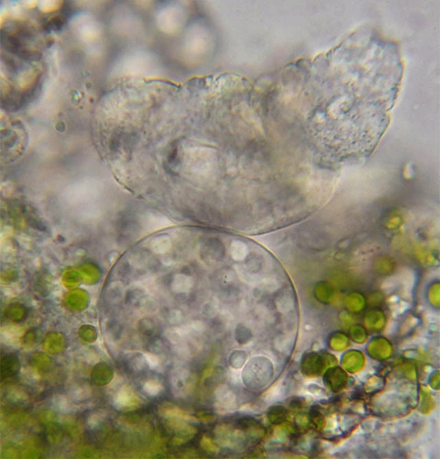 parasitism Difflugia lobostoma