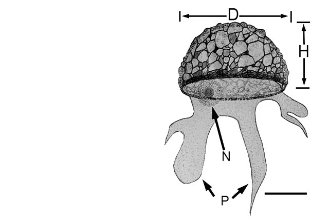 Phryganella laurentiana