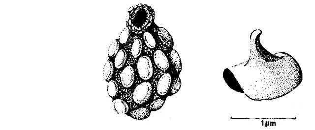 Pileolus tuberosus