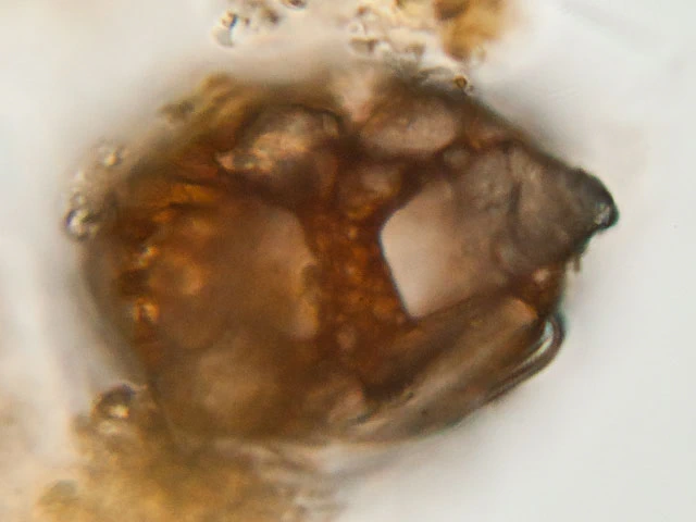 Pontigulasia rhumbleri