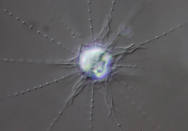 Raphidocystis symmetrica - Ferry Siemensma