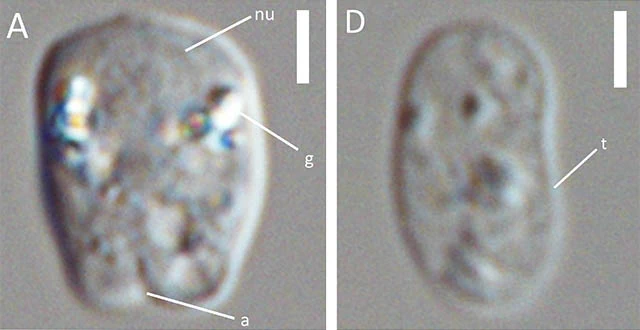 Rhogostoma cilindrica