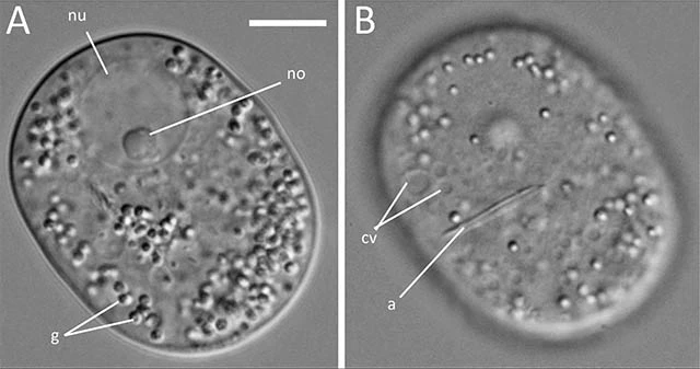 Rhogostoma epiphylla
