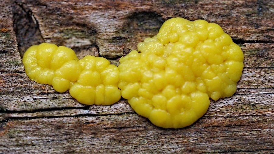 slime mold slijmzwam myxomycetes