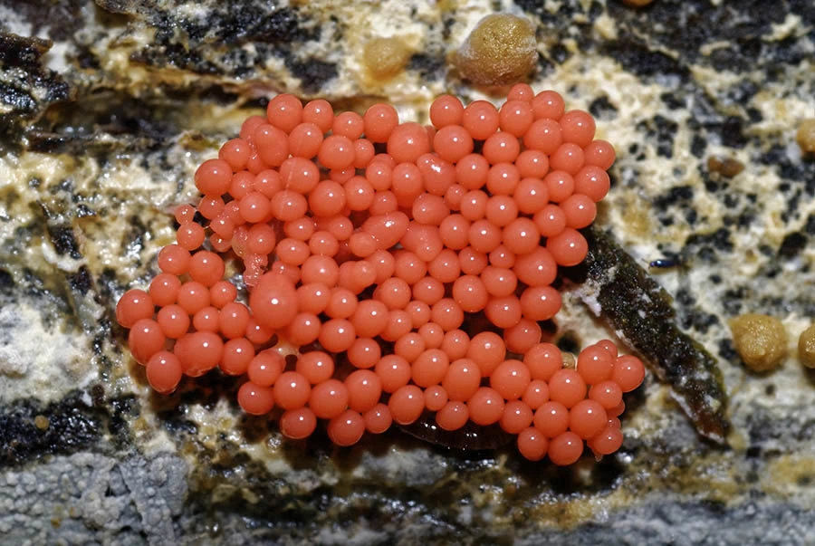 slime mold slijmzwam myxomycetes