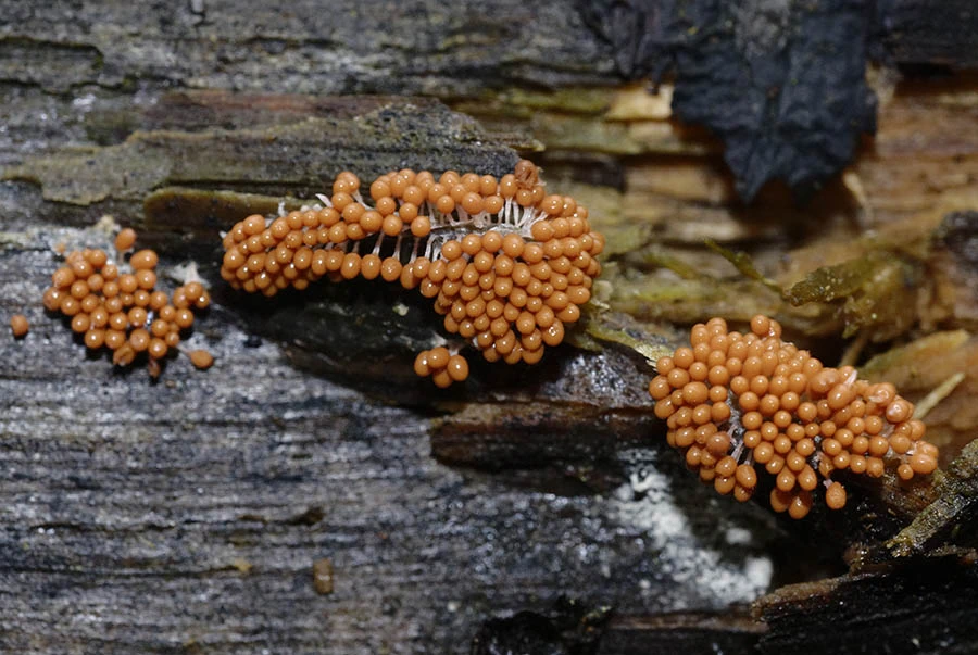 slime mold slijmzwam myxomycetes