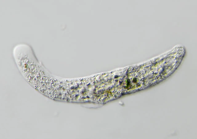 Thecochaos fibrillosum