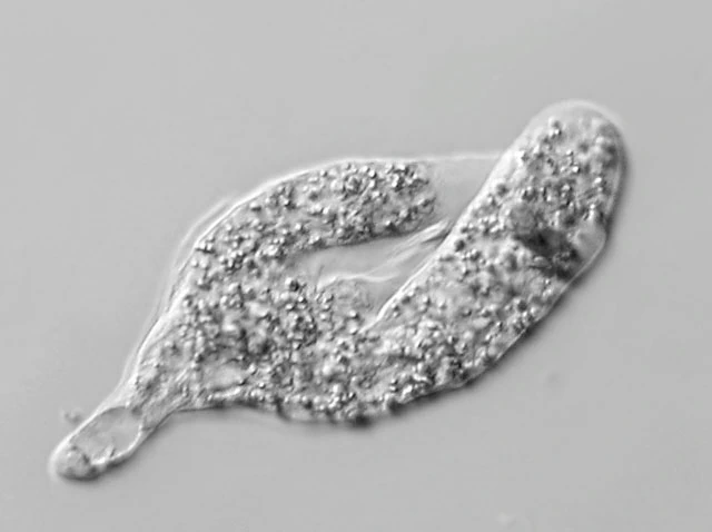 Thecochaos fibrillosum