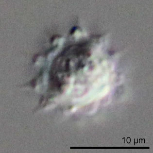 Capsellina bryorum