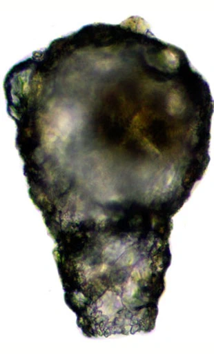 Zivkovicia spectabilis