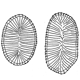 Raphidiophrys drakena