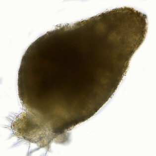 Allogromia-cr-404um-39