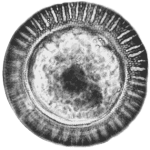 Arcella brasiliensis