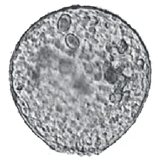 Assulina-discoides
