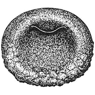 Bullinularia gracilis