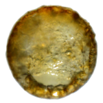 Centropyxis aerophila