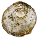 Centropyxis cavitastoma