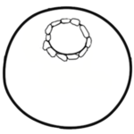 Centropyxis cavitastoma