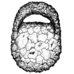 Centropyxis cryptostoma