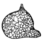 Centropyxis-deflandrei-Rampi-1950