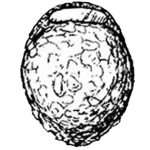 Centropyxis-deflandriana-Bonnet-1959