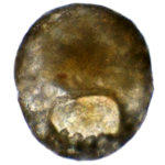 Centropyxis dentata