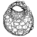 Centropyxis gauthieri Thomas 1959
