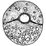 Centropyxis malvinensis